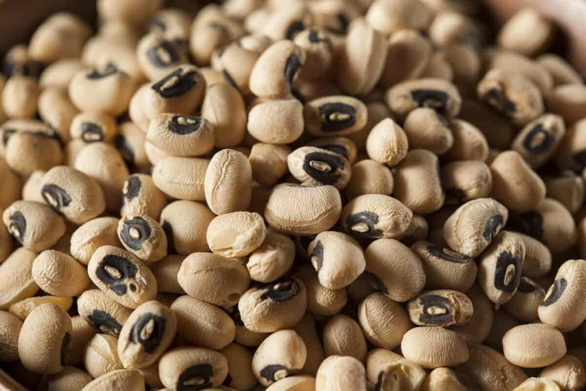 لوبیا چشم‌بلبلی