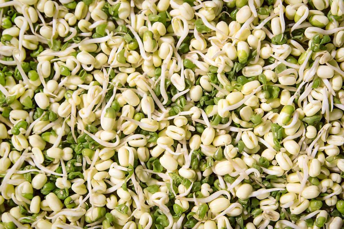 جوانه ماش