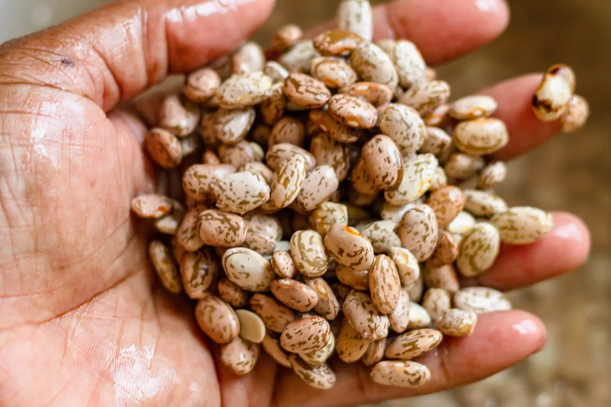 خیساندن لوبیا چیتی