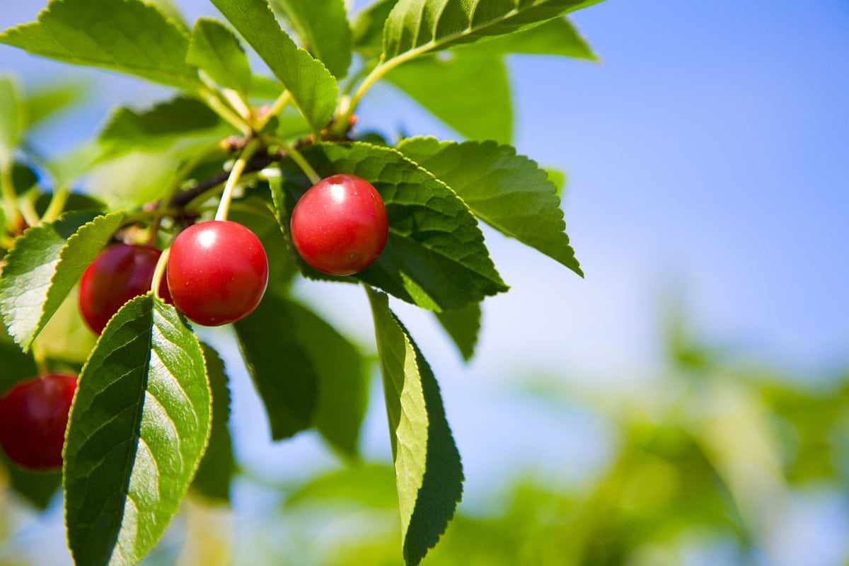 خرید آلبالو خشک