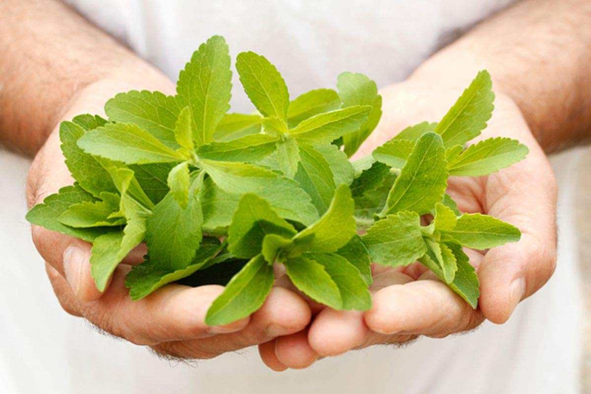کاهش وزن با استویا