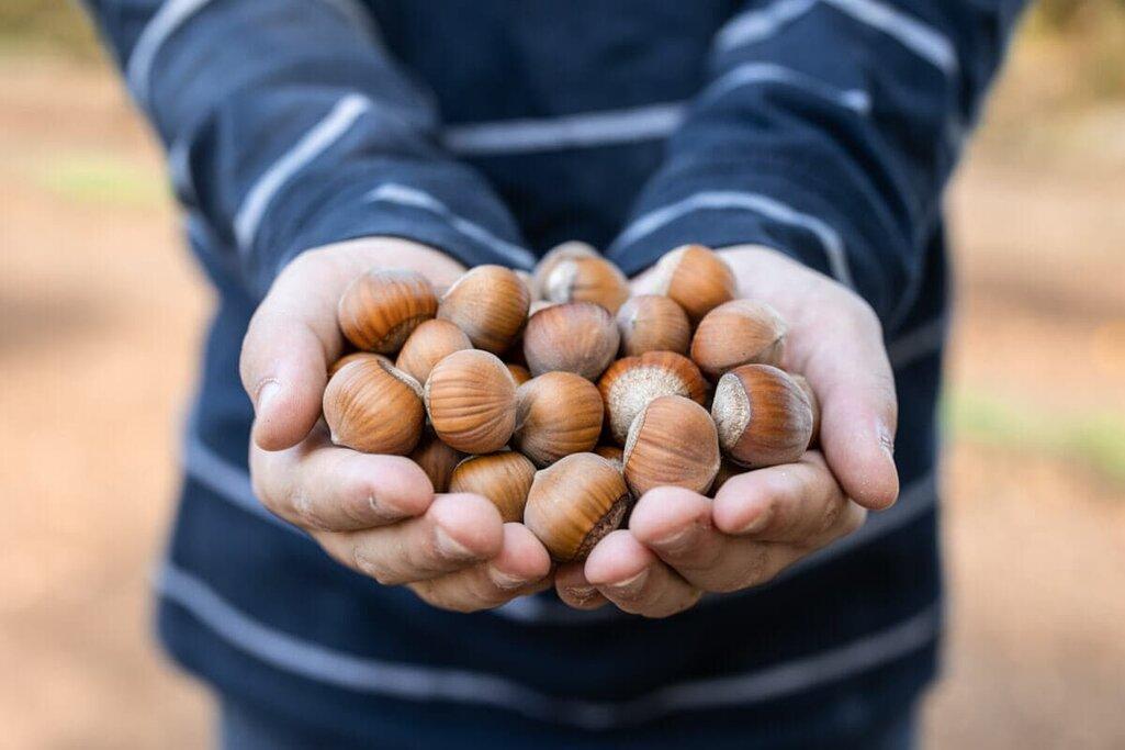 فندق