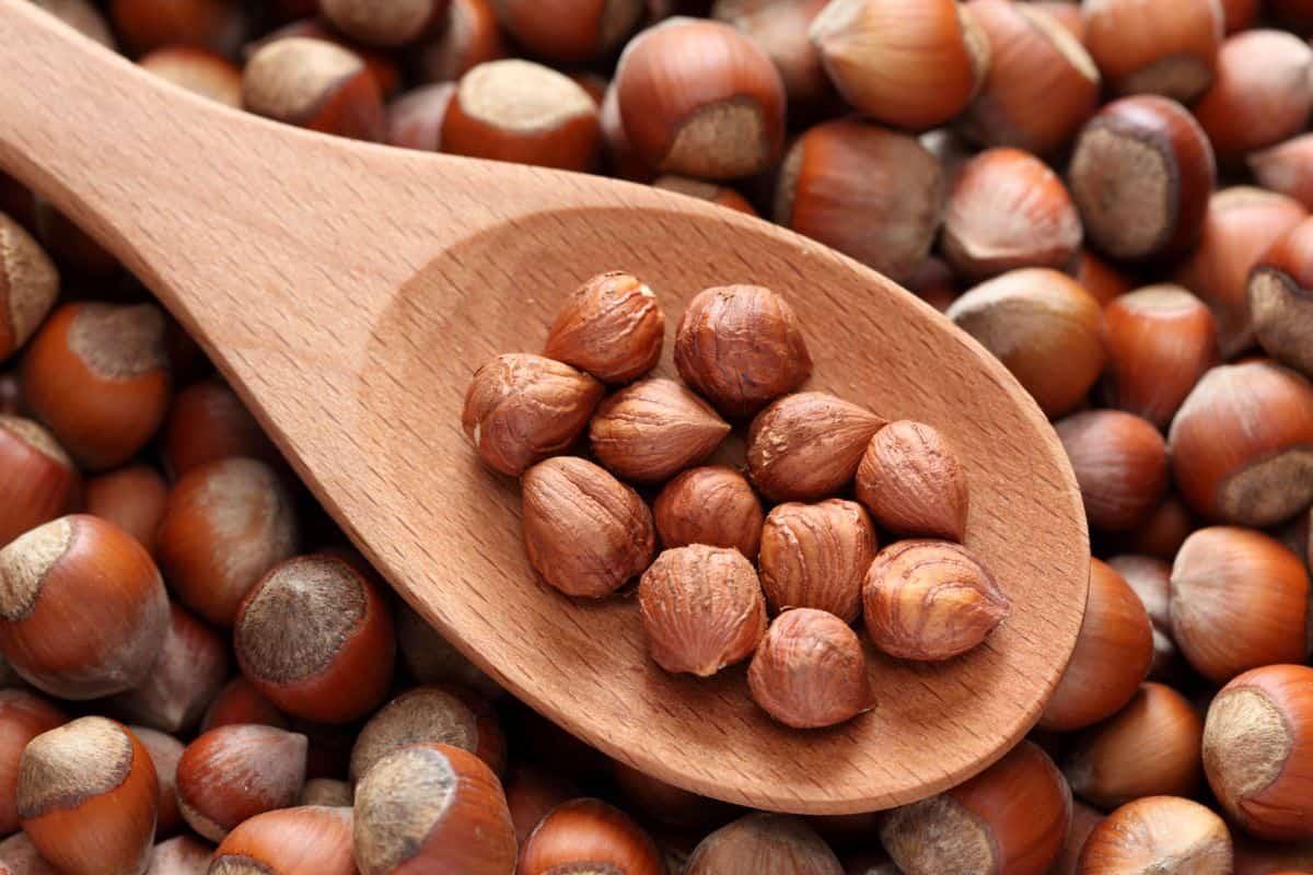 فندوق یا فندق
