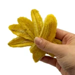 موز خشک فام لند در دست حجم بالا