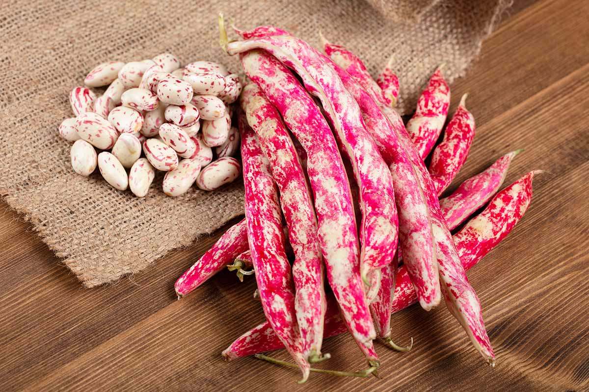 صادرات لوبیا چیتی