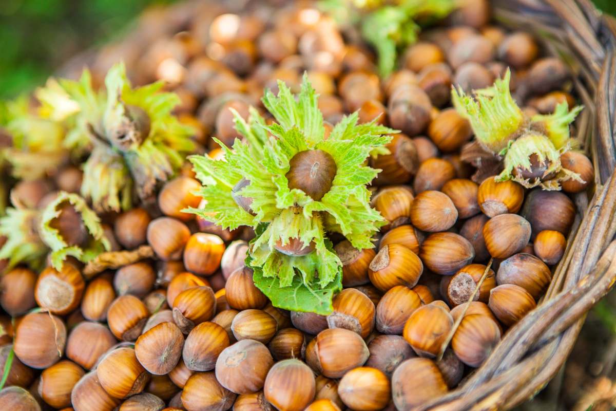 نیازهای فندق باکیفیت