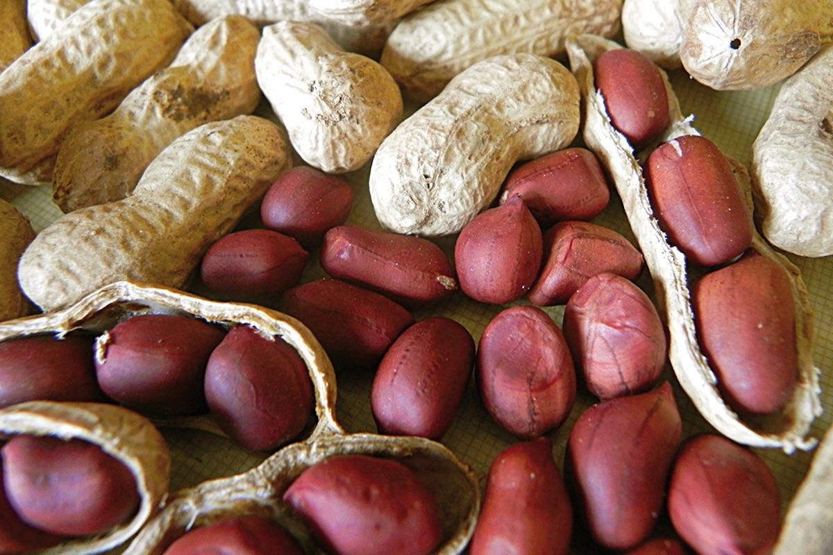 قیمت بادام زمینی غلافدار 