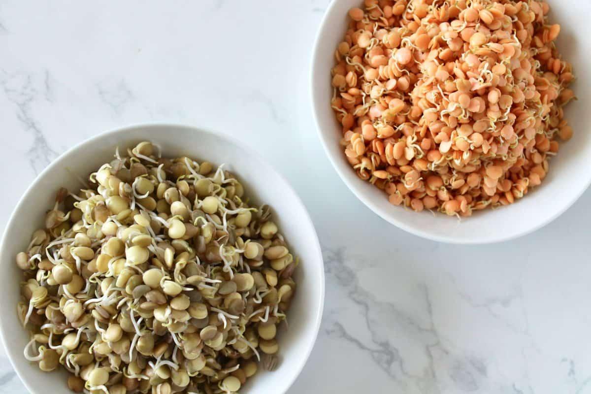 جوانه ماش و عدس