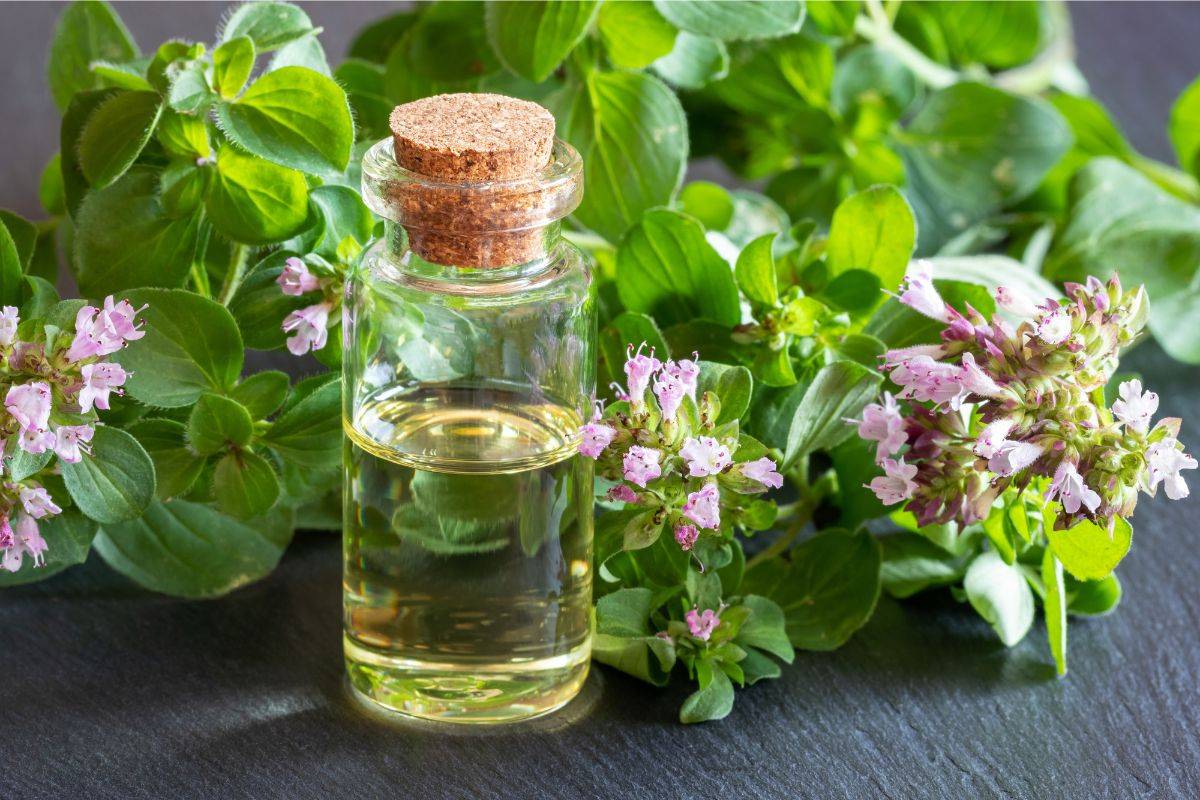 عصاره پونه کوهی