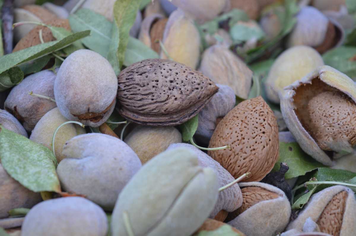 خرید بادام سنگی با کیفیت