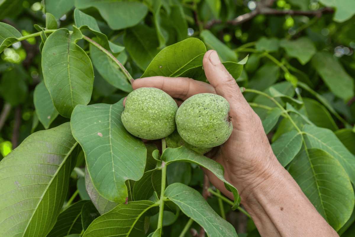 برگ گردو برای سرماخوردگی