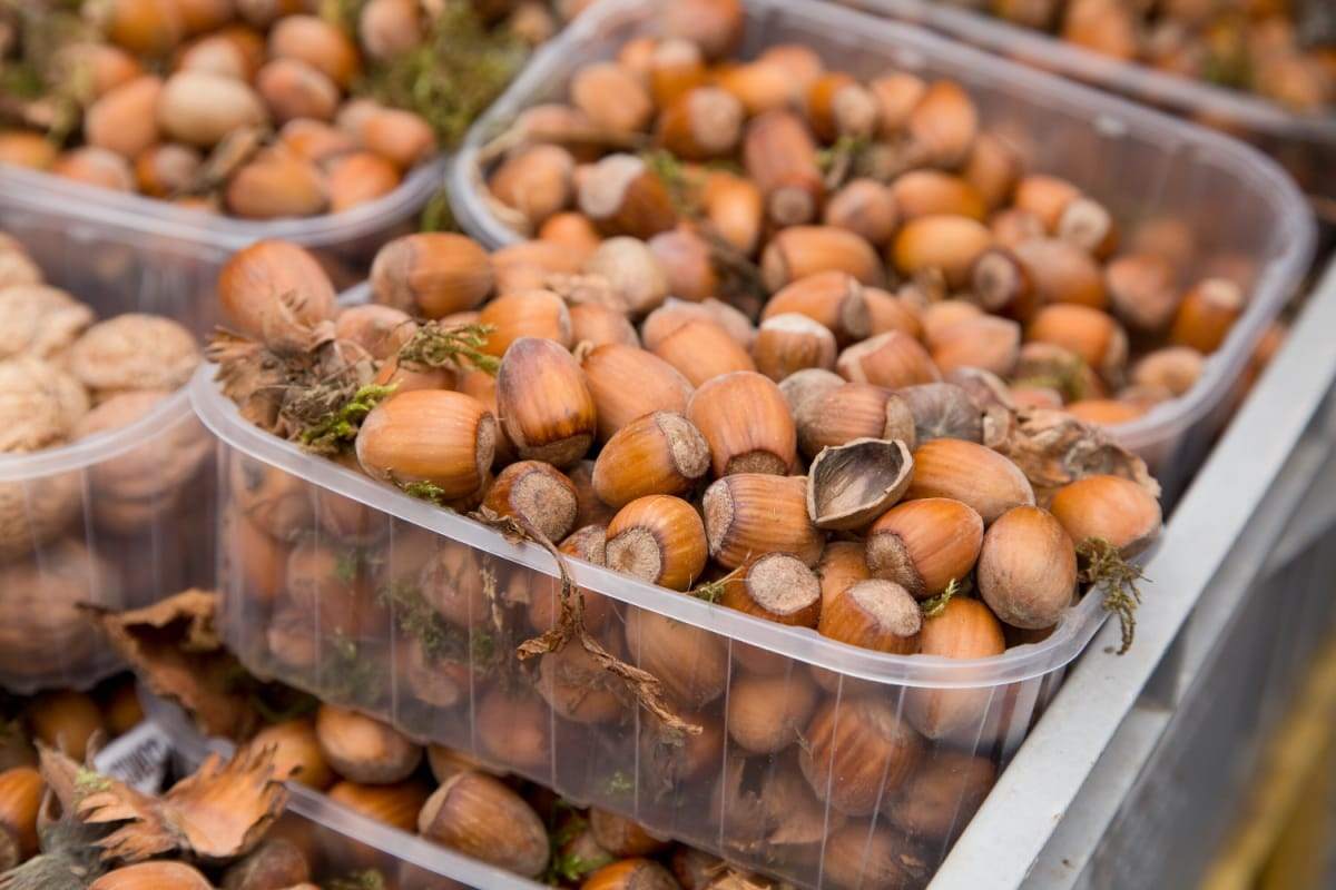 شرایط نگهداری فندق دو پوسته 