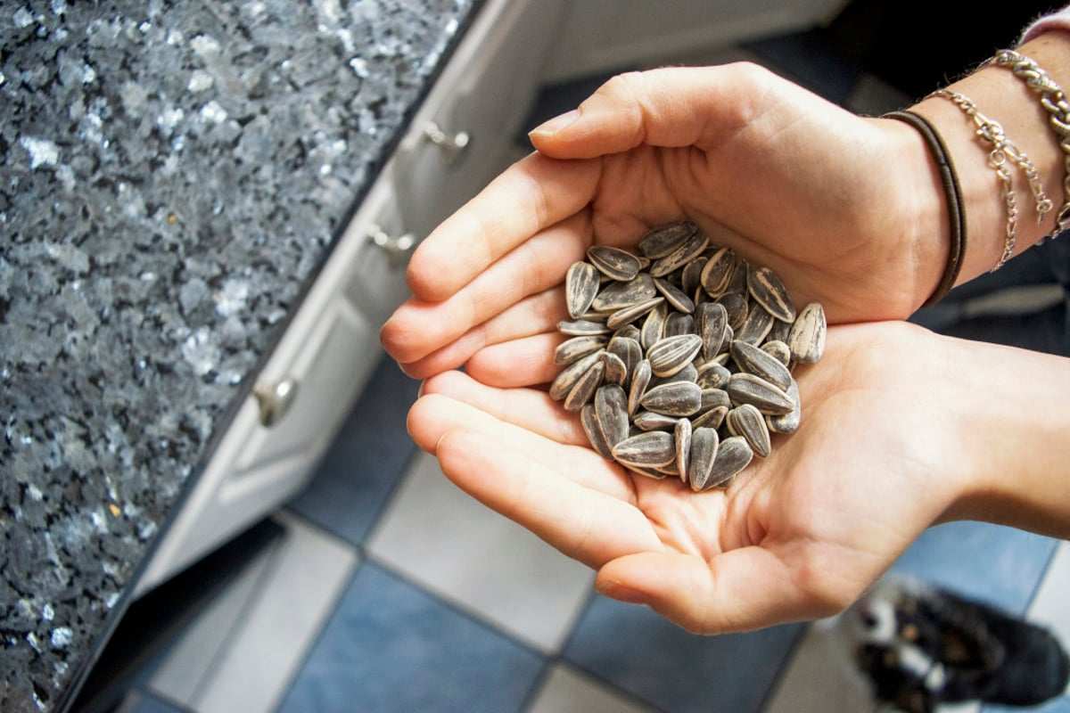 مضرات و فواید تخمه آفتابگردان 