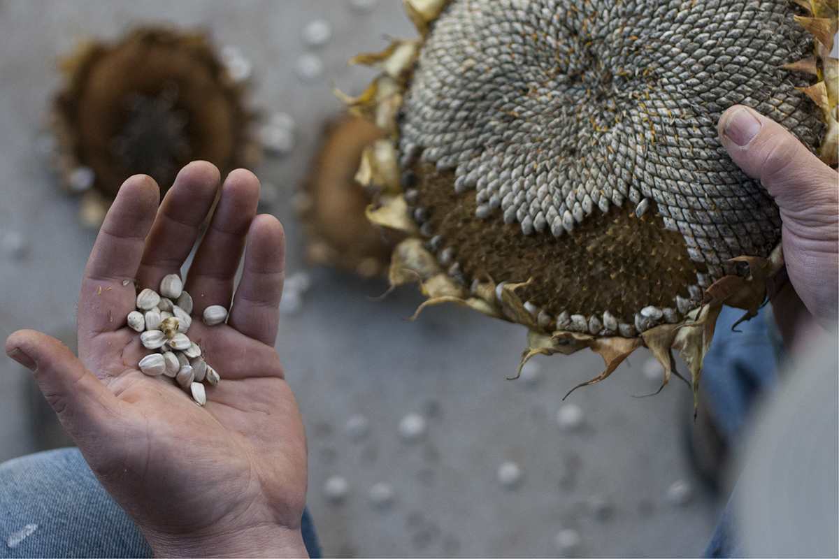 مصرف زیاد تخمه آفتابگردان موجب جوش میشود؟