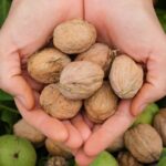 همه‌چیز درباره انواع گردو؛ از بهترین‌های ایرانی تا مدل‌های خارجی