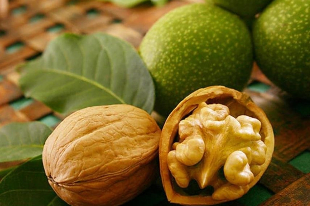 انواع گردو ایرانی