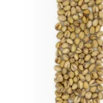 پسته فندقی برشته ممتاز - Image 3